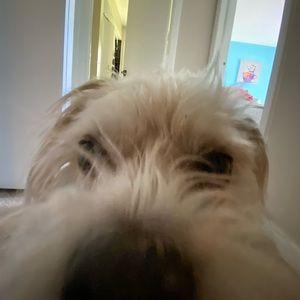 Meet your Posher, Belzy